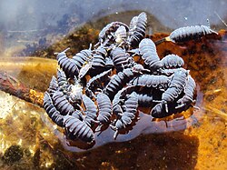 Aggregation of the water springtail Podura aquatica