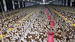 Raising chickens intensively for meat in a broiler house