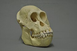 The skull