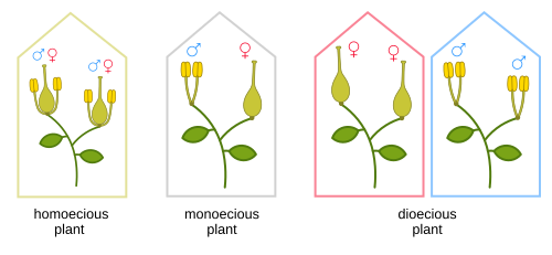 The basic cases of sexuality in flowering plants.