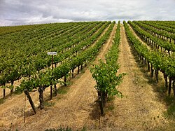 The first planting of Syrah in Washington state was done at Red Willow Vineyards in 1986.