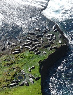 Seals hauled out at Lyrie Geo on Hoy