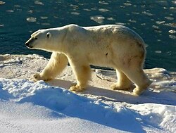 North polar region polar bears