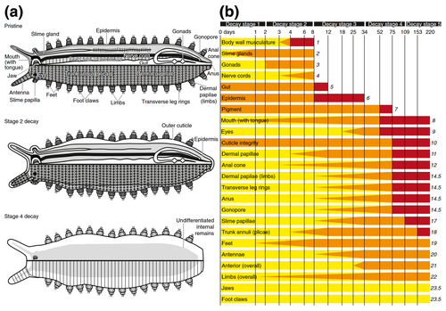 Feature decay timeline. Yellow means "pristine", orange means "decaying", red means "some or all lost"