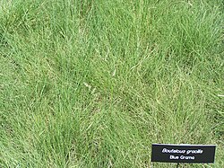 Blue grama grass in early summer