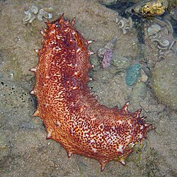 Sea cucumbers have one gonad