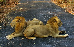 Captive male Asiatic lions in Sanjay Gandhi National Park, India