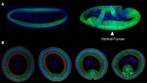 Formation of the ventral furrow in a Drosophila embryo. Cell nuclei (blue), membranes (green), and myosin (red) are stained.