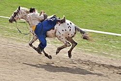 Modern horse and rider