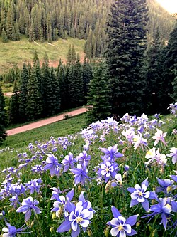 Meadow of Aquilegia coerulea in the San Juan National Forest