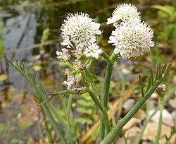 Tubular water-dropwort inflorescence, showing the lack of bracts, the stalks (rays) of the umbels, and the narrow segments of the upper leaves