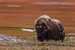 A muskox on Bolshoy Begichev Island in Laptev Sea