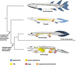 Simplified phylogeny of the fish–tetrapod transition. Note the enlargement of the ribcage and pelvis.