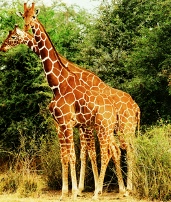 Two male giraffes in Kenya