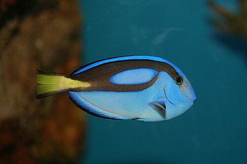 Regal Blue Tang