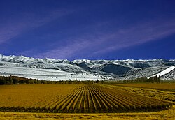 A vineyard in Mendoza. Argentina is the sixth-largest producer of wine.[245]
