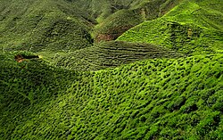 A tea (Camelia sinensis) plantation in the Cameron Highlands in Malaysia