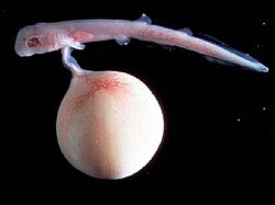 Aristotle recorded that the embryo of a dogfish was attached by a cord to a kind of placenta (the yolk sac).