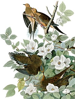 Plate from The Birds of America by Audubon of a Carolina pigeon (now called mourning dove)