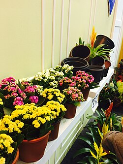 Flowers in Goyang International Flower Festival