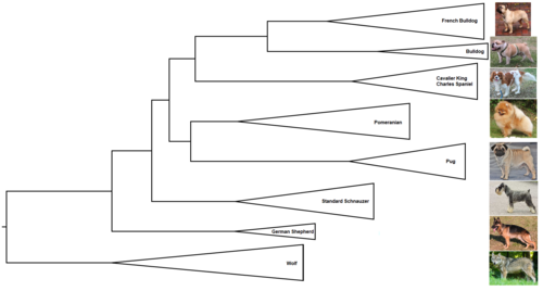 A clade representation of seven dog breeds in relation to wolves.