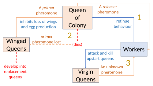 Physiology of eusociality in fire ants: three queen pheromones help to create and maintain the eusocial state of the colony. Loss of a primer pheromone triggers the development of replacement queens (dashed lines).[99][100]