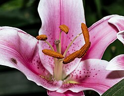 Closeup of stamens and pistil of Lilium 'Stargazer'