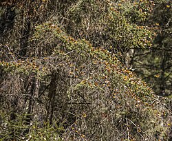 Overwintering on Oyamel fir (Abies religiosa) in Piedra Herrada, Mexico, within the Monarch Butterfly Biosphere Reserve (February 2023)