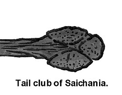 Illustration of the tail club