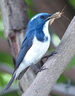 Predators, such as this ultramarine flycatcher (Ficedula superciliaris), feed on other animals.