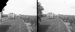 Agave harvesting in Java, 1917