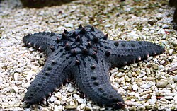 The horned sea star was named Asterias nodosa in 1758.
