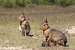 Adult and young gray-brown maras