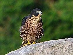 A juvenile of the subspecies ernesti in Mount Mahawu, North Sulawesi, Indonesia