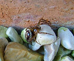 Male with swollen pedipalps