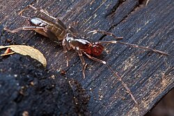 Hubbardia pentapeltis (Schizomida)