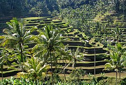 The Subak irrigation system has existed since the 9th century.