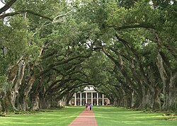 The avenue of live oaks at Oak Alley Plantation in Vacherie, Louisiana, planted in the early 18th century.