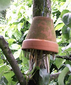 An inverted flowerpot filled with straw to attract earwigs