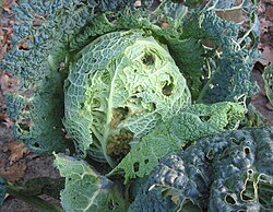 Cabbage moth damage to a savoy cabbage