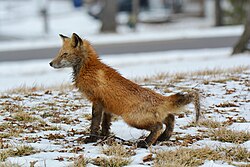A red fox marking its territory