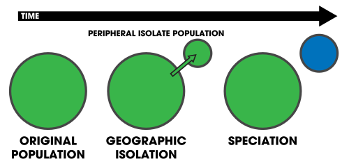 In peripatric speciation, a small, isolated population on the periphery of a central population evolves reproductive isolation due to the reduction or elimination of gene flow between the two.