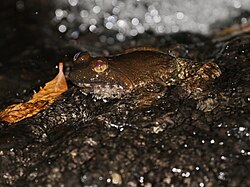 Limnonectes megastomias, a fanged frog reported to eat birds.