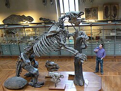 Skeleton of the giant ground sloth Megatherium