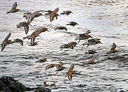 A flock of Dunlin and Red knot in Sweden