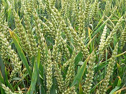 A field of unripe wheat