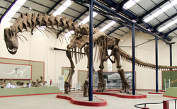 Reconstructed skeleton used to estimate speed, Museo Municipal Carmen Funes, Plaza Huincul, Argentina