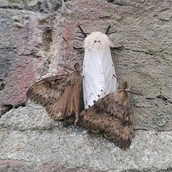 Male & Female Moths