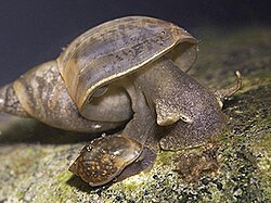 Individuals of the freshwater gastropod Lymnaea stagnalis were found to have higher occurrences of trematode parasites at the edge of their distribution as compared with those of the core.