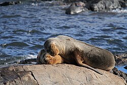 Female sea lion and her pup